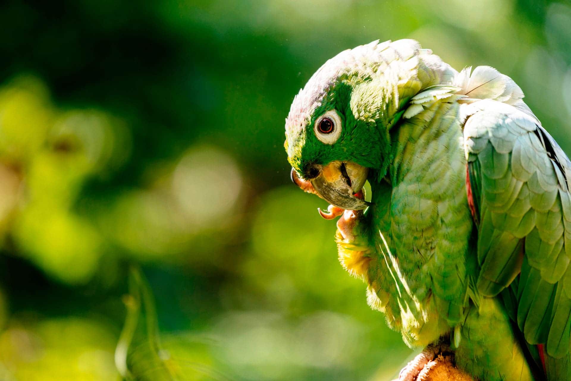Acércate a la fauna y más típica de la Amazonía peruana. Vive en Yanashpa Village, Tarapoto.